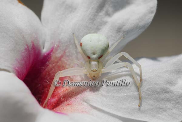 Misumena vatia